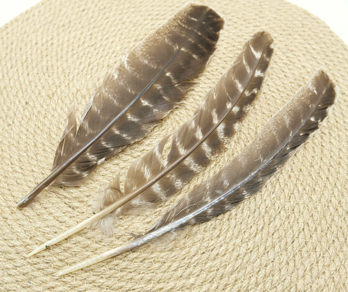 100% Real Barred Wing Turkey Feathers | For Crafts | Smudging Feathers