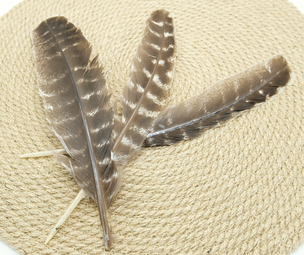 100% Real Barred Wing Turkey Feathers | For Crafts | Smudging Feathers