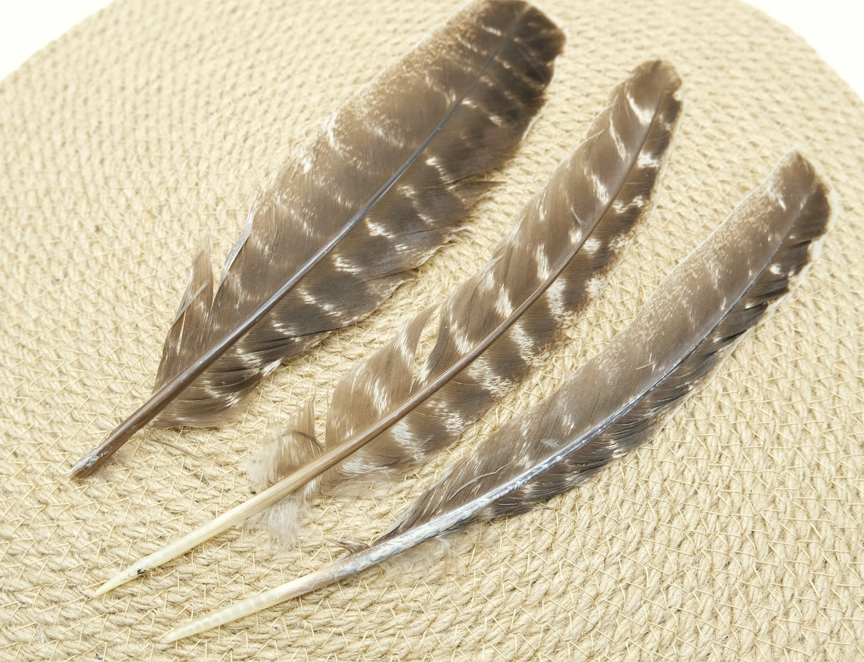 100% Real Barred Wing Turkey Feathers | For Crafts | Smudging Feathers