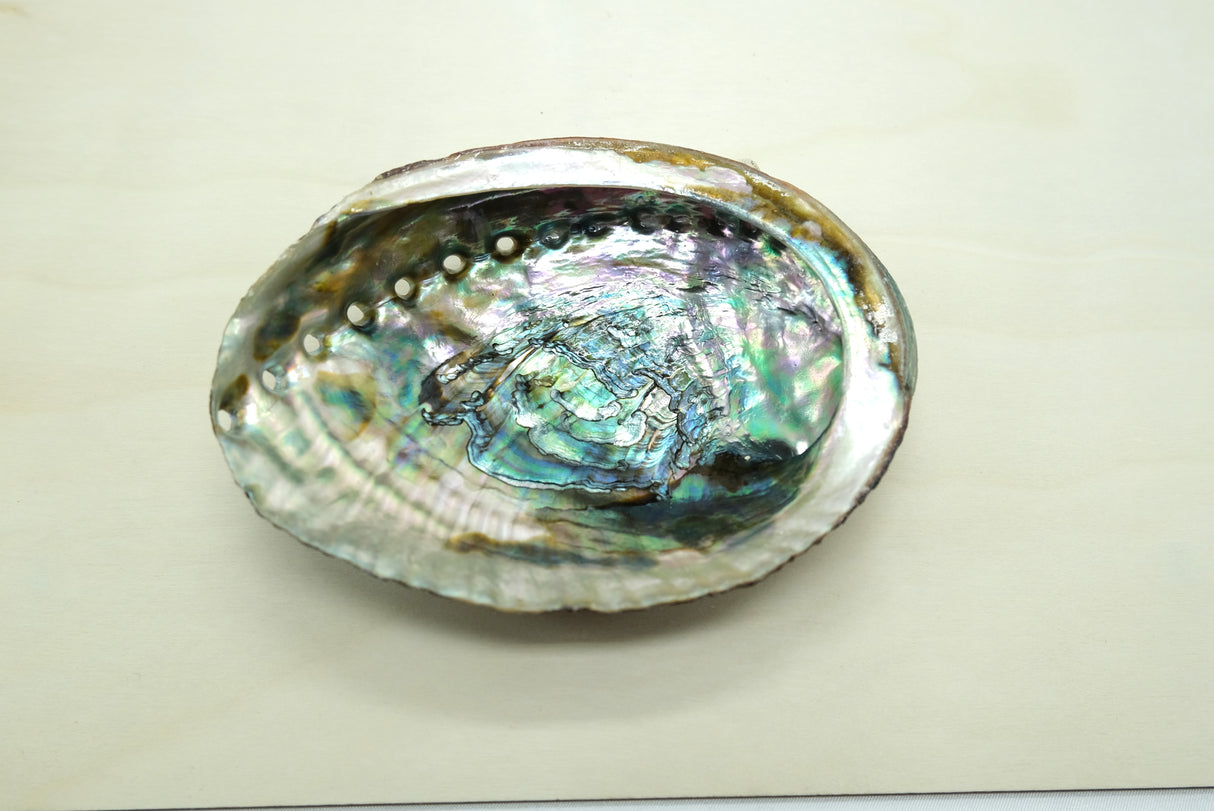 Natural Abalone Shell Smudge Bowl | 4 to 5 inch | Sage Smudging | Reiki Charged
