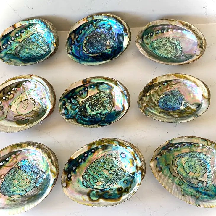 Natural Abalone Shell Smudge Bowl | 4 to 5 inch | Sage Smudging | Reiki Charged