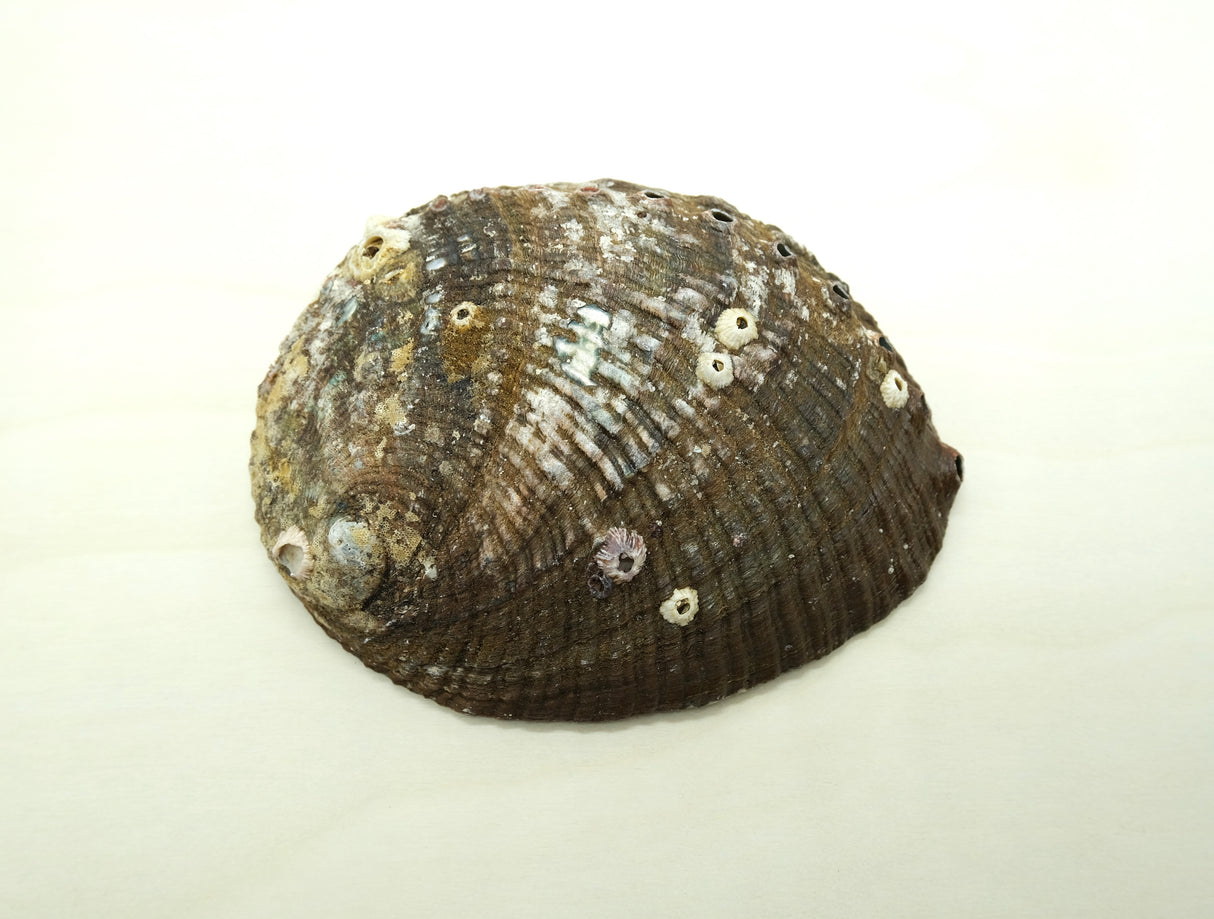 Natural Abalone Shell Smudge Bowl | 4 to 5 inch | Sage Smudging | Reiki Charged