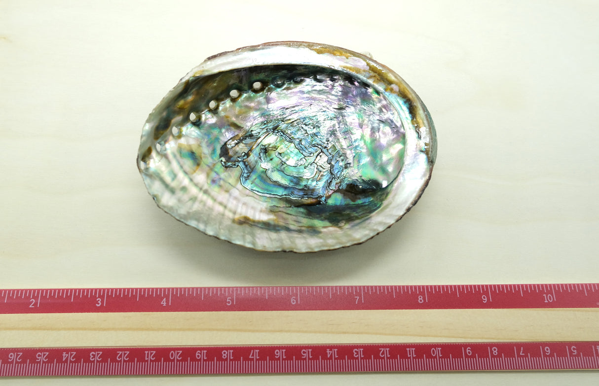 Natural Abalone Shell Smudge Bowl | 4 to 5 inch | Sage Smudging | Reiki Charged