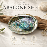 Abalone Shell Smudge Bowl | 4 to 5 inch | Sage Smudging | Reiki Charged