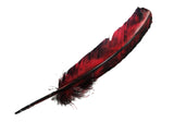 Black and Red or Black and Orange Feathers | For Crafts | Smudging Feathers