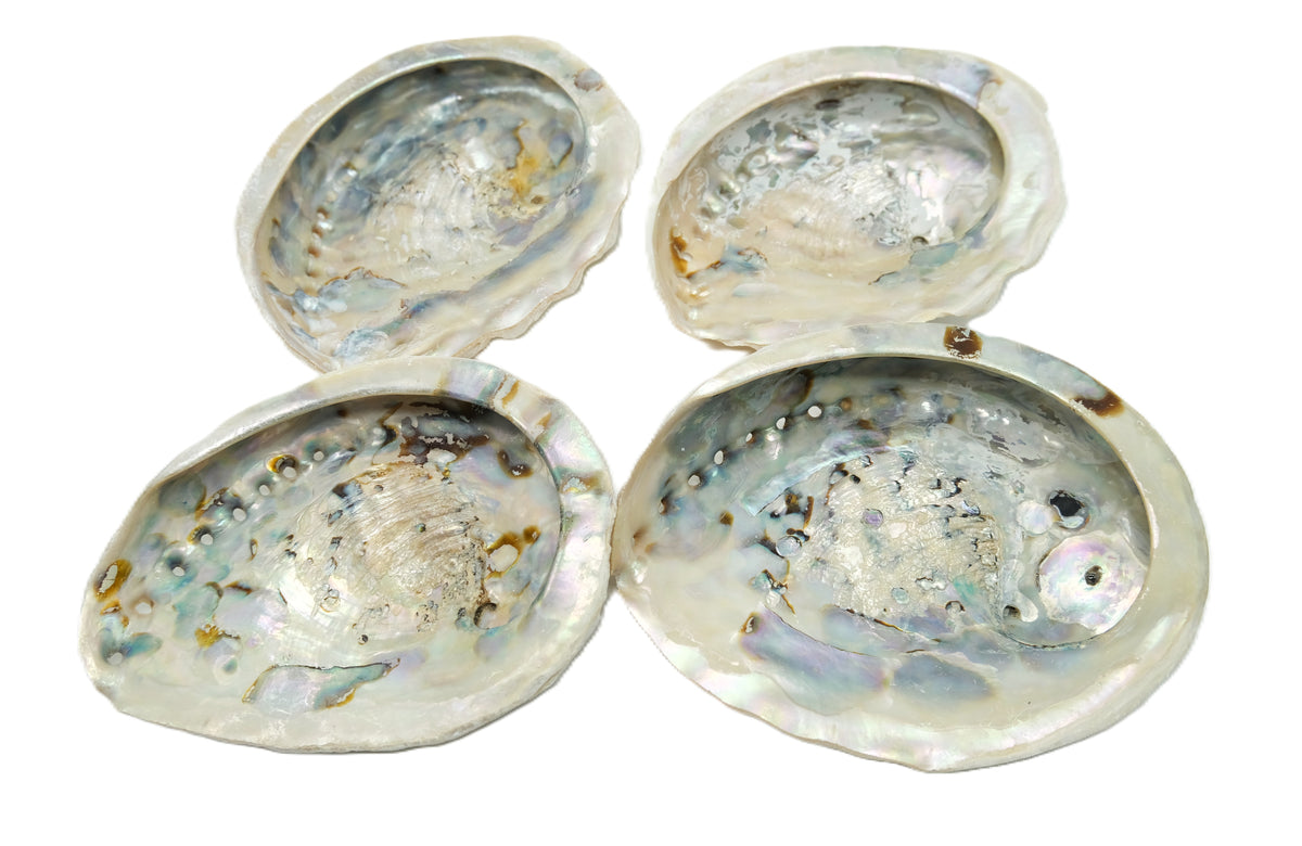 South African Abalone Shell Smudge Bowl | 4–5 Inch