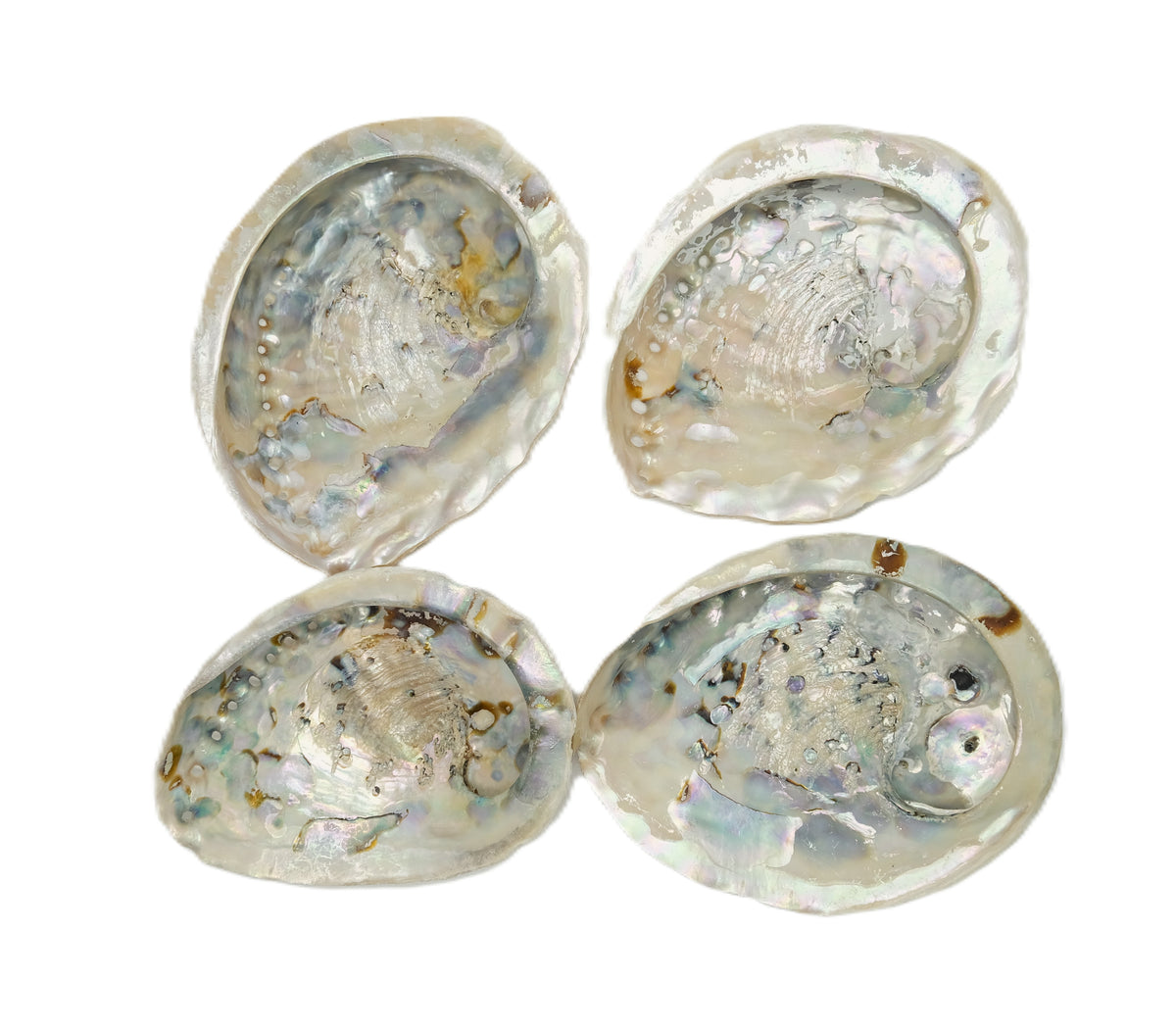 South African Abalone Shell Smudge Bowl | 4–5 Inch