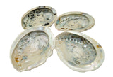 South African Abalone Shell Smudge Bowl | 4–5 Inch