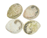 South African Abalone Shell Smudge Bowl | 4–5 Inch